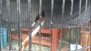 Pilih murai batu mabung di sangkar apa kandang ternak...