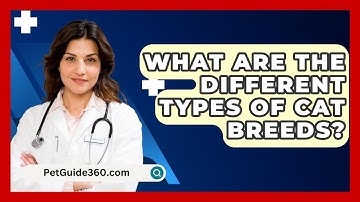 What Are The Different Types Of Cat Breeds? - PetGuide360.com