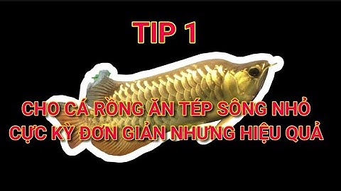 Cách CHO CÁ RỒ.NG ĂN TÉP SÔNG NHỎ CỰC KỲ ĐƠN GIẢN NHƯNG HIỆU QUẢ