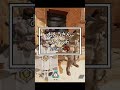 「か」行【Apexあるある】　#apex #apexlegends #shorts