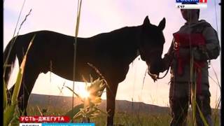 Риф - иноходец-чемпион Риф - иноходец-чемпион