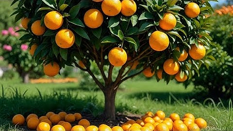 Hướng dẩn cách ghép cải tạo chanh, bưởi, cam thực sinh sang giống mới cho năng suất