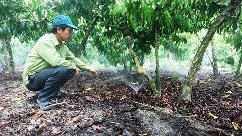 Lợi ích kép từ hệ thống tưới phun mưa tại gốc