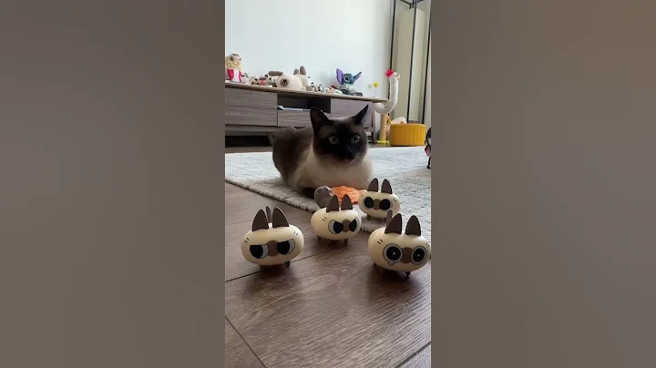 Watch the video about Come and watch the logical kitty parade #shorts #siamesecats #cutecats【JEMUA】