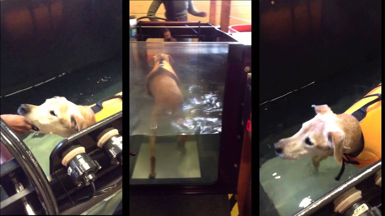 Best Pet Care Options from Holistic Veterinary Care Oakland California