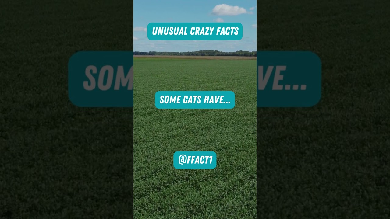 Polydactyl Cats The Special Cats Sporting Extra Digits 