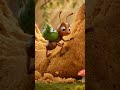 Tiko found a biscuit mountain… but there’s an even bigger one! 🐜🍪 #shorts #tinyworld #animation