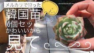 【多肉植物】【ガーデニング】メルカリで狩った韓国苗のご紹介です