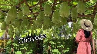 The best way  to grow chayote 🌱 ปลูกฟักแม้วให้ลูกดกๆกันจ้า  ❤️❤️