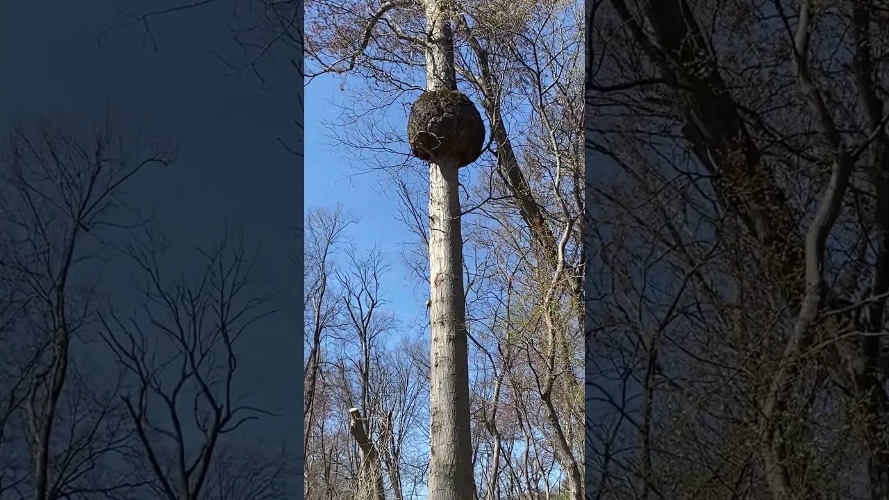 YouTube player