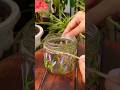 🌸Try this Up-cycled glass bottle for your next propagation. #propagation #upcycle #glassart