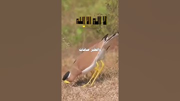 أَلم تَرَ أَنَّ الله يُسَبِّحُ لَهُ مَن فِي السَّمَاوَاتِ وَالأَرضِ(سورة النور الآية٤١)#عبد_الباسط