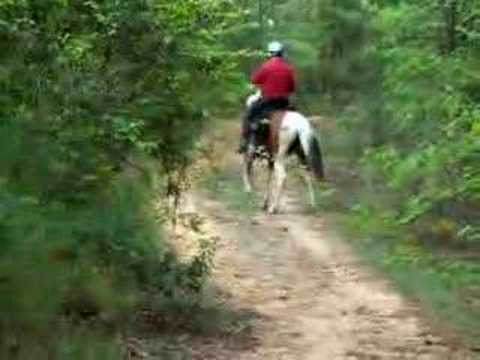 Pat Tuskegee Trail Ride Spotted Saddle Horse