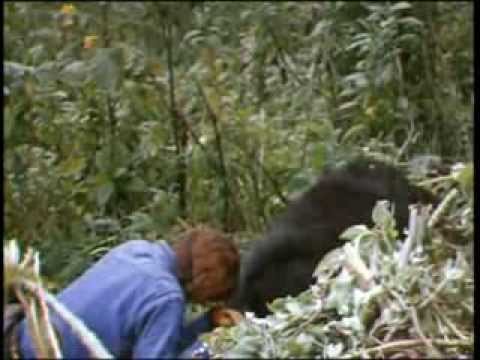 Video: Dian Fossey: foto, biografi, aktiviti saintifik