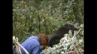 Dian Fossey, Digit's death