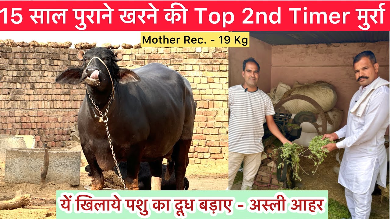 15 साल पुराने खरने कि Top 2nd Timer मुर्रा झोटी , यें खिलाए पशु का दूध ...