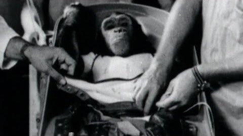 Almanac: Space chimp