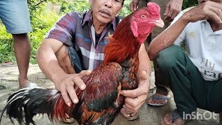 Harga Ayam Bangkok Hari Ini 24122025 Di Pasar Sumpiuh Banyumas