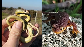 California Herping (Bay Area) First Snakes of 2022 and More