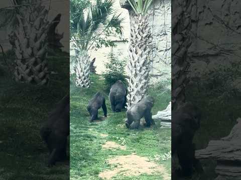 Extra Footage Compilation #gorilla #gorillas #silverback #silverbackgorilla #shorts #zoo