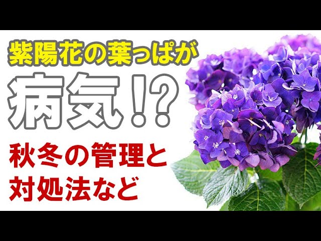 紫陽花の葉が病気に 秋冬の管理と真冬の状態 Youtube