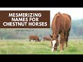 Mesmerizing Names for Chestnut Horses