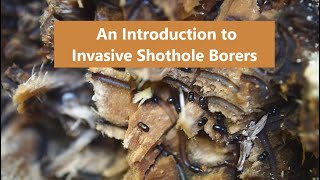 Introduction to Invasive Shothole Borers
