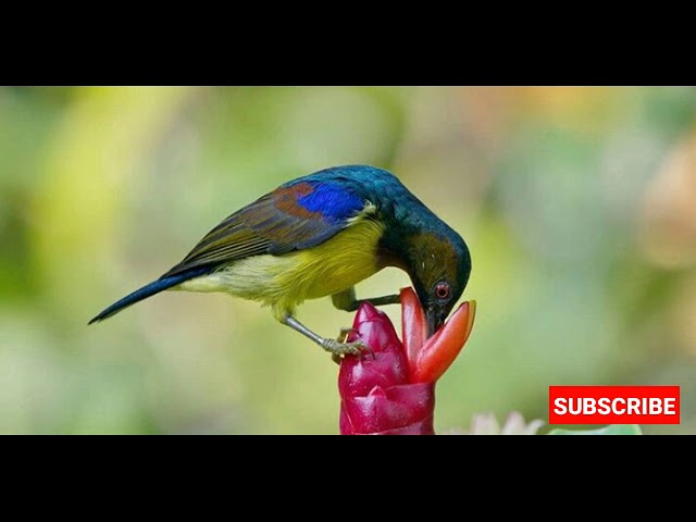 Download Suara Burung Prit Gantil Mp3 Mp4 3gp Flv Download Lagu Mp3 Gratis