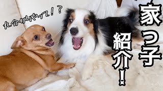 ひだまり家の家っ子紹介第1弾！~個性豊かな2階組編~