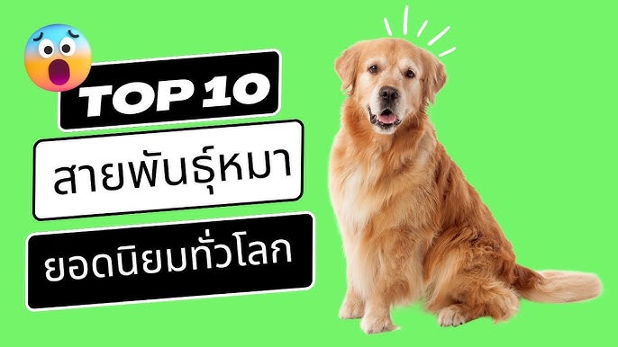 5 อันดับ สุนัขที่แพงที่สุดในโลก 2021 !! - Youtube