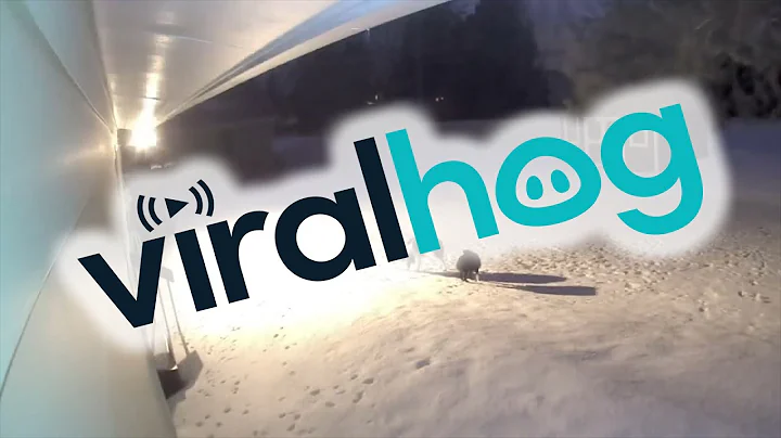 Mini Aussie Fends Off Coyote in Back Yard || ViralHog