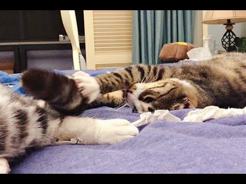 小猫咪发现胖哥的尾巴动起来很有趣，于是把它当成了逗猫棒玩得好开心，然而胖猫的表情... ｜李喜猫