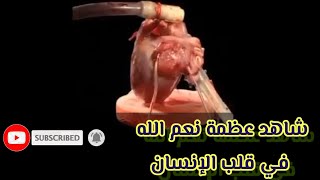 كيف يعمل القلب سبحان الله |  ما هو القلب | فيديو مؤثر