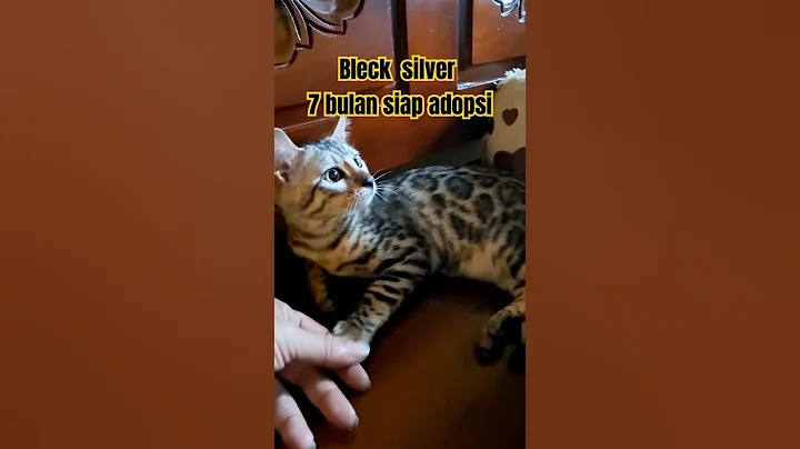 Video 8126041: bengal cat kucing, kucing bengal silver