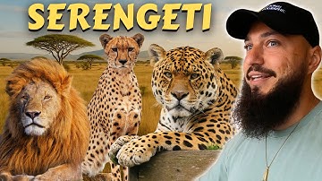 Face To Face With The Wildest Cats Of Serengeti National Park, Tanzania 🇹🇿 (leopard, lion, cheetah)