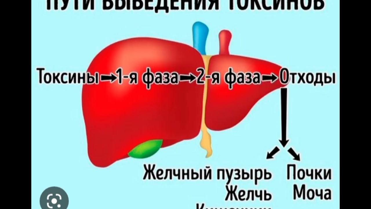 Что выводит печень. Смешная печень. Печень вывести токсины.