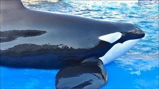 【日本で一番大きなシャチ】 名前はビンゴ赤ちゃんのシャチ'リン'の父 / 名古屋港水族館