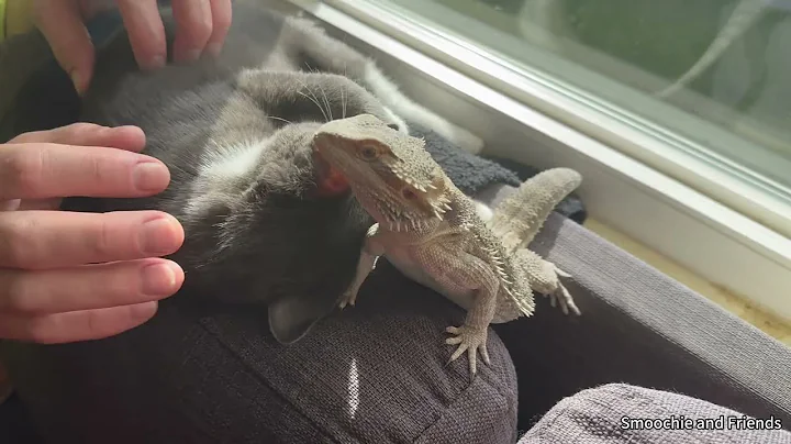 Watch the video about Baby Cat and Baby Bearded Dragons Sun Bathing at the Window and Getting Pats | Animal Vlog 4K