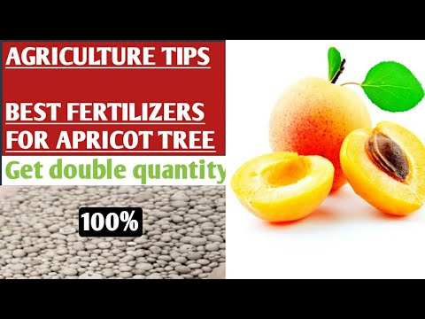 Video: Apricot Fertilizer Requirements - Kawm Txog Fertilizing Apricots Hauv Lub Vaj