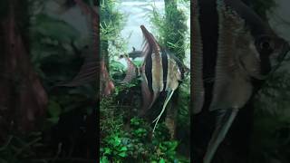 #laut #ocean #seacreatures #lifeisbutadream