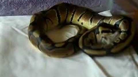 Ball Python -Feeding Monty the Python