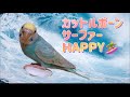 手が大好き！カットルボーンサーファーHAPPYちゃん