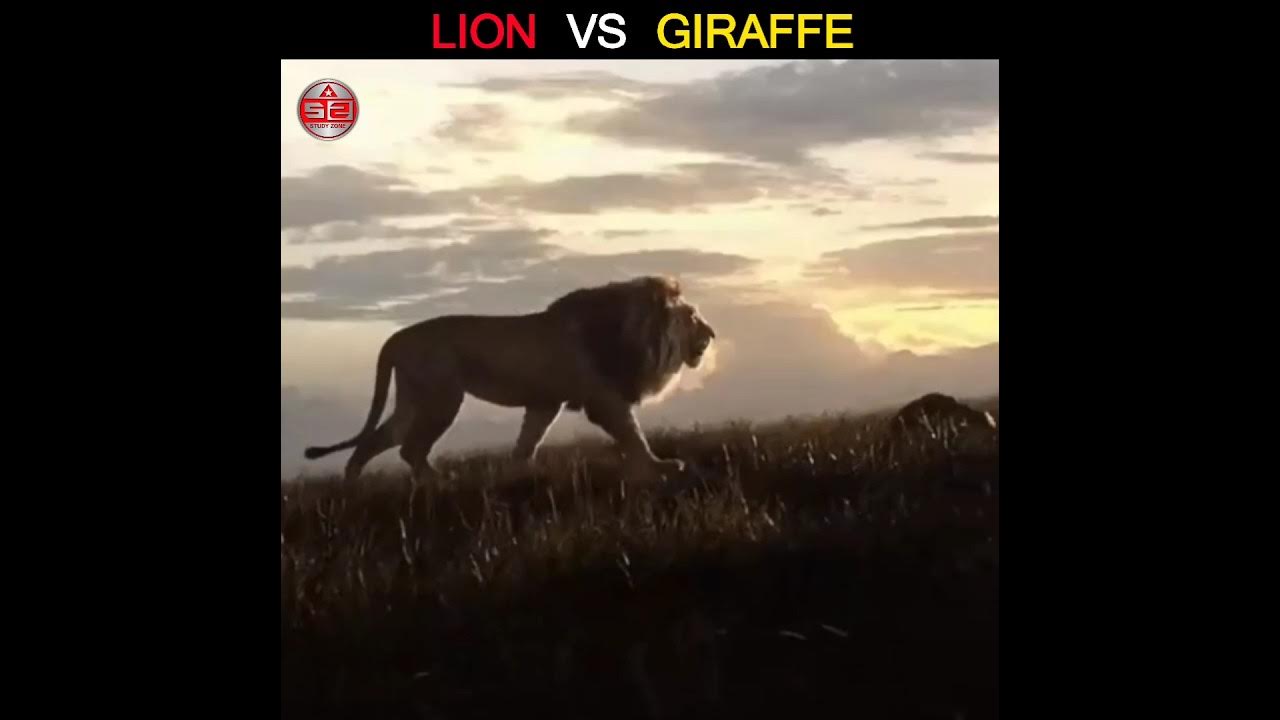 Lion 🦁 vs Giraffe 🦒 | Lion vs Giraffe Fight #shorts #animals #ytshorts