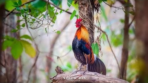 saib qaib qus pom 1 nawb 2023