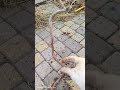Red majestic отводки