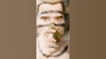 How Hunters Use Smoke To Catch Bugs 😮