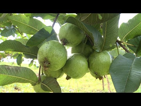 Vídeo: Árvores de goiaba populares - Quais são as diferentes variedades de goiabeira