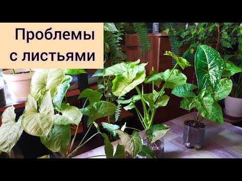 Indoor flowers/Сингониумы. ОБЗОР/ почему НЕ РАЗВОРАЧИВАЮТСЯ листья