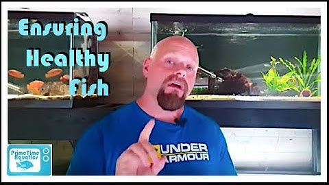 How to Quarantine Fish (A Microbiology Professor