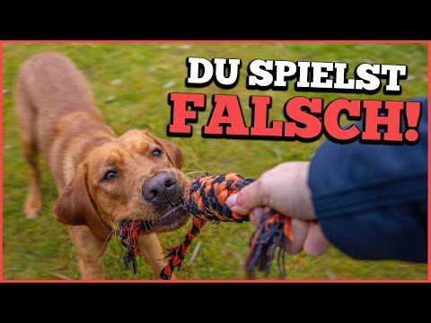 So spielst du RICHTIG mit deinem Hund! Machst du diesen Fehler?